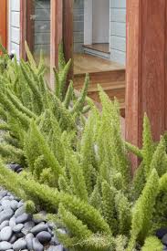Dormant asparagus ferns ready to be removed. Gardening 101 Asparagus Ferns Gardenista