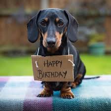 I almost run away when i first saw him. Pin By M Zoe Bulik Wahl On Zoe Ideas Happy Birthday Dachshund Happy Birthday Dog Happy Birthday Meme