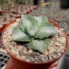 First attested in the talang tuo inscription, 684ad. Agave Potatorum V Verschaffeltii Cv Shoji Rajin Mediopicta Alba Uhlig Kakteen More Than 5 000 Different Species