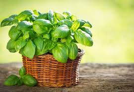 Our tip root and stem rots are caused by different kinds of pathogenic fungi due to excessively humid environments. 10 Common Types Of Herbs With Care Use Tips Trees Com