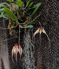 Image result for Aeranthes africana
