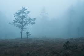 Tree in a foggy bog by SweetPhotons on YouPic