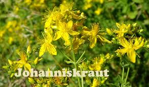 Es ist zwar ein wenig besser, doch auch nicht überragend. Quarzwerke Blog 24 Juni Und Das Tupfel Johanniskraut Hypericum Perforatum