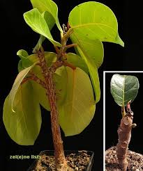 Image result for Terminalia trichopoda