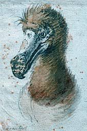 We did not find results for: Dodo Wikipedia