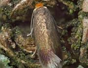 Image result for Stigmella paradoxa