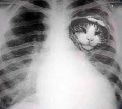 Kusursuz Dostiarimin Asia Dortten Az Ayagi Oimaz Funny Cats Kittens Funny Cat Memes