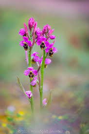 Image result for Ficalhoa