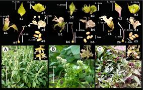 Image result for Ocimum americanum