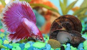 Pin On For The Love Of Bettas