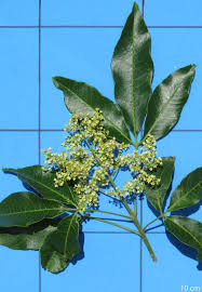 Image result for Balfourodendron