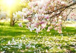 When these plants then flower the following spring, they are said to bloom on old wood—the stem growth that occurred during the previous year. Flowering Trees And Shrubs For Early Spring The Tree Center