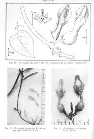 Image result for Ceropegia stenantha