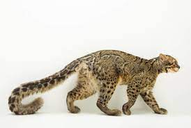 Walaupun nama kucing ini disebut kucing hutan, bukan berarti. 5 Macam Macam Kucing Hutan Indonesia Eksotis Dilindungi Langka
