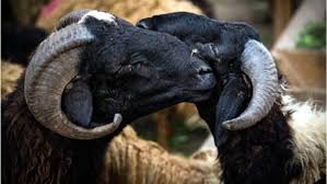 عدد التكبيرات في صلاة العيد. ØªØ¹Ø±Ù Ø¹Ù„Ù‰ Ù…ÙˆØ¹Ø¯ Ø§Ù„Ø¹ÙŠØ¯ Ø§Ù„ÙƒØ¨ÙŠØ± 2021