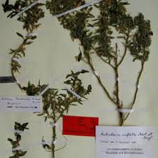 Image result for Anticharis senegalensis