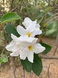 Image result for Cordia senegalensis