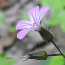 I fiori di lillà (instrumental) (5:04). Piante Con Fiori Lilla