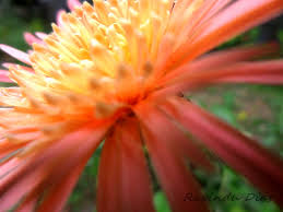 Beautiful flowers with bees flying around.jpg 3,024 × 4,032; Barbandasia Light Colours Sri Lanka Wallpaper Ravi By Ravindu34 On Deviantart