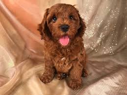 Maybe you would like to learn more about one of these? Cockapoo Puppies For Sale Cockapoo Breeder In Iowa Cockapoo Puppies For Sale Cockapoo Puppies Red Cockapoo Puppies