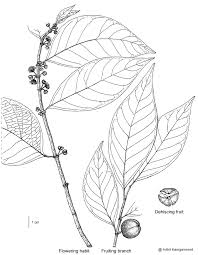 Image result for Suregada procera