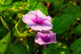Image result for Ipomoea violacea