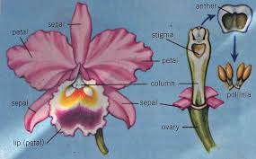 Image result for Orchidaceae