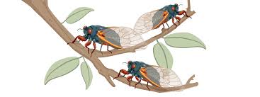 Cicadas are truly a fascinating phenomenon. Cicadas Emerge In 2021 How Long Will They Be Here How Loud Are They