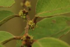 Image result for Bridelia ferruginea