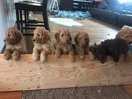 Why buy a puppy for sale if you can adopt and save a life? Goldendoodle Puppies In Portland Oregon For Adoption