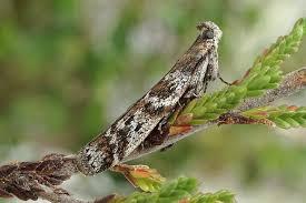 Image result for Delplanqueia inscriptella