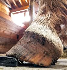 Written and presented april 2012 by r.f. Club Foot Or Upright Foot It S All About The Angles American Farriers Journal