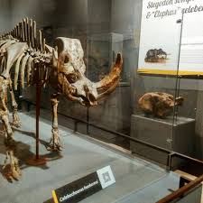 Museum geologi bandung merupakan salah satu tempat wisata untuk anak yang ada di kota bandung. Museum Geologi Bandung Lokasi Dan Harga Tiket