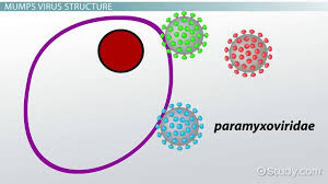 A virus particle consists of dna or rna within a protective protein coat called a capsid. Mumps Virus Structure And Function Video Lesson Transcript Study Com