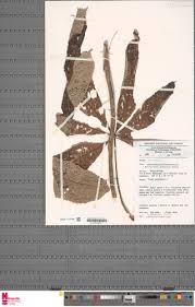 Image result for Myrianthus arboreus