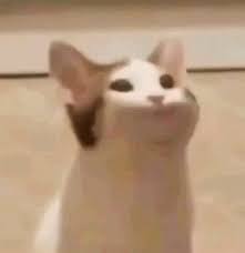 Search the imgflip meme database for popular memes and blank meme templates. Popcat Gif Popcat Discover Share Gifs