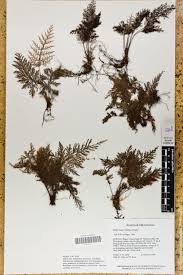 Image result for Abrodictyum rigidum