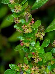 Image result for Pilea microphylla