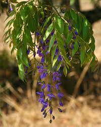 Image result for Bolusanthus speciosus