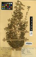 Image result for Polycarpon prostratum