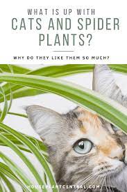 The spider plant does not come in the list of poisonous plants for cats and dogs according to american society for the prevention of cruelty to animals (aspca) wondering, can cat eat apples or not? Spider Plant For Cats Why Do They Like It Houseplant Central