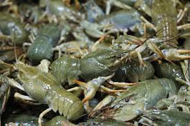 Skolko Deneg Mozhno Zarabotat Na Vyrashivanii Rakov Razvedenie Presnovodnyh Rakov Kak Perspektivnoe Napravlenie Biznesa