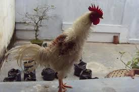 Ayam yang pegangannya enak, biasanya akan memiliki teknik bertarung yang baik dan gerakan yang bagus. Warna Ayam Pamangon Wido Yang Bagus 71 Gambar Ayam Wido Juara Terbaik Infobaru Thfckedlove Eme Wall