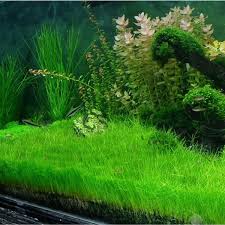 Image result for Eleocharis caduca