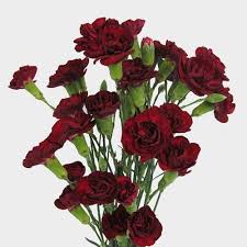Check spelling or type a new query. Burgundy Flowers Wholesale Bulk Flowers Blooms By The Box