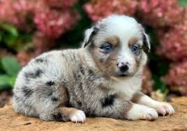 Miniature Australian Shepherd Puppies sold at Buckwheat Valley Ranch