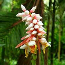 Image result for Psophocarpus grandiflorus