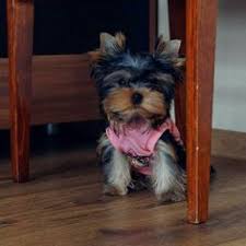 Yorkie Puppies For Sale Columbus Ohio Yorkie Puppy For Sale Yorkie Puppy Teacup Yorkie Puppy