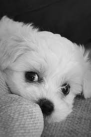 Black And White Maltese Puppy Untitled By Titika 500px Maltese Puppy Small Dog Photos Puppies