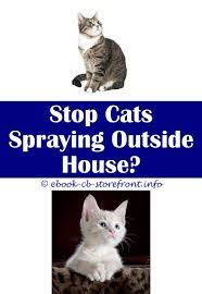 17 Beauteous Essential Oils To Stop Cat Spraying Cat Spray Cats Cat Repellant